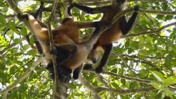 Grupa Małp Wspinających Się Wysokie Drzewo Rodzina Małp Malpa Naturze — Wideo stockowe