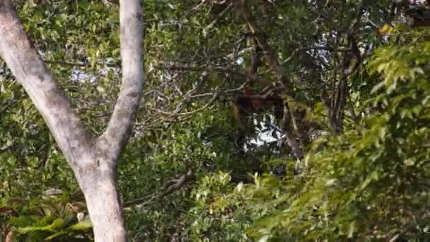 猿の枝にぶら下がっている 熱帯雨林の密な植生や様々な植生 野生動物の動物を見る コスタリカ — ストック動画