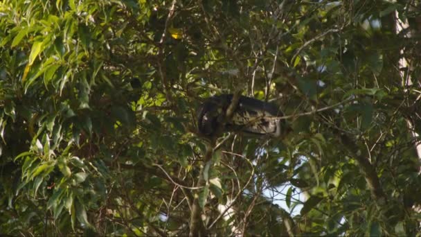 Велика Змія Згорнулася Клубок Спочиваючи Тропічному Дереві Спостерігаючи Тваринами Дикій — стокове відео