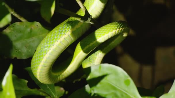 Прекрасна Зелена Змія Махає Повітрям Нічний Постріл Боку Смугастого Пальмового — стокове відео