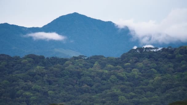 Górski Grzbiet Porośnięty Tropikalnym Lasem Deszczowym Zielona Gęsta Roślinność Niekończące — Wideo stockowe