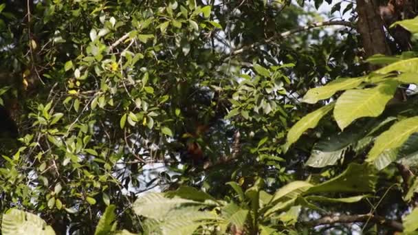 Lush Green Vegetation Tropical Forest Monkey Hidden Shadow Tree Crown — Stock Video