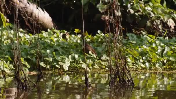 Różne Ptaki Wodne Szukające Pożywienia Gęstej Zielonej Roślinności Dżungli Oglądanie — Wideo stockowe