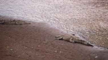 Gölde ya da nehirde kumların üzerinde yatan sakin timsahlar. Tehlikeli yırtıcılar gün boyunca dinleniyor. Vahşi doğada, Kosta Rika 'da hayvanları izlemek.