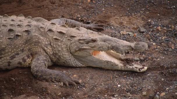 Close View Crocodile Its Mouth Open Lying Gravel Ground Watching — Stock Video