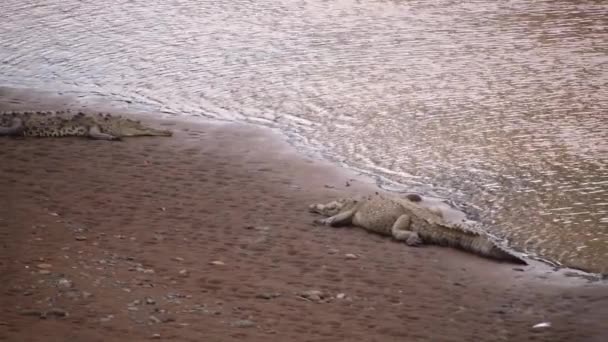 Gölde Nehirde Kumların Üzerinde Yatan Sakin Timsahlar Tehlikeli Yırtıcılar Gün — Stok video