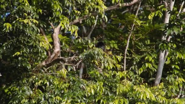 Fauna Flora Tropical Forest Dense Vegetation Monkey Tree Crown Watching — Stock Video