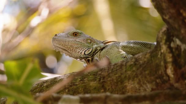 热带森林里的大蜥蜴躺在树枝上 伊瓜纳在自然栖息地 在哥斯达黎加野生动物保护区观看动物 — 图库视频影像