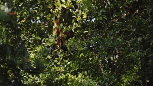 濃い緑のジャングルの植生と茶色の猿の手にかかっている 野生動物の動物を見る コスタリカ — ストック動画