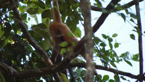 マルパ猿はその根深い尾にぶら下がり 食べ物を集めています 野生動物の動物を見る コスタリカ — ストック動画