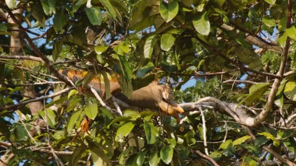 在丛林中的树枝上晒太阳的大蜥蜴 野性的伊瓜纳 在哥斯达黎加野生动物保护区观看动物 — 图库视频影像