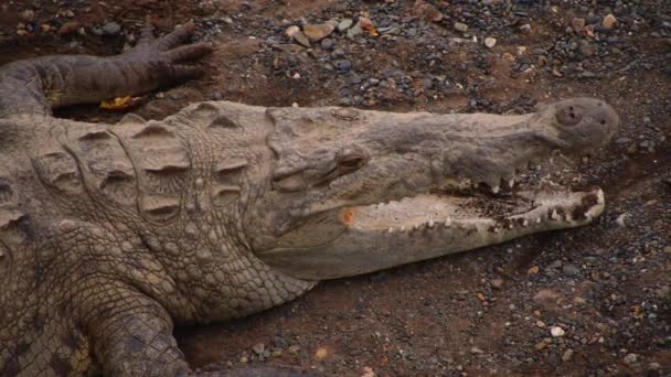 口を開けてクロコダイルの驚くべきクローズアップ映像 爬虫類は川の岸で休んでいる 野生動物の動物を見る コスタリカ — ストック動画