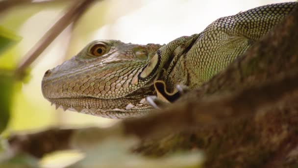 头和皮肤的细节在伊瓜纳身上覆盖着小鳞片 保护天然栖息地的大型蜥蜴 在哥斯达黎加野生动物保护区观看动物 — 图库视频影像
