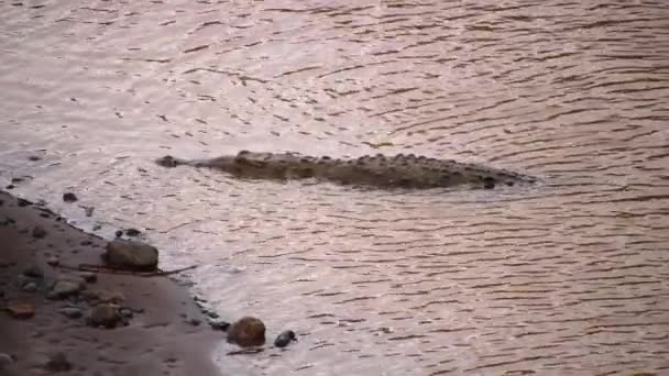 Μεγάλος Κροκόδειλος Χαλαρώνει Ρηχά Νερά Κυνηγός Που Καραδοκεί Για Λεία — Αρχείο Βίντεο