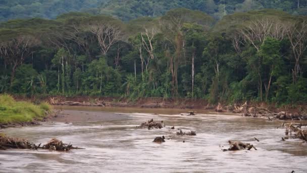 Floden Rinner Lugnt Genom Tropisk Regnskog Bevarad Natur Avlägsna Områden — Stockvideo