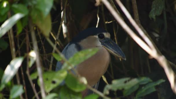 Boat Billed Heron Natural Habitat Bird Hiding Shadow Dense Vegetation — Stock Video