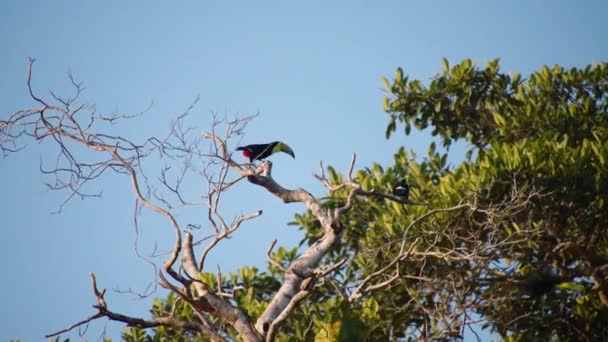 野生鸟类 在蓝天的映衬下 树枝上的藤壶 在哥斯达黎加野生动物保护区观看动物 — 图库视频影像