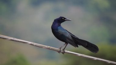 Koyu renkli kuş ince bir çubuğun üzerinde duruyor ve etrafına bakıyor. Arka planda bulanıklık var. Vahşi doğada, Kosta Rika 'da hayvanları izlemek.