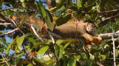 Tropikal ağaç dalında uzanan, öğleden sonra güneşinin tadını çıkaran iguana 'nın güzel bir örneği. Vahşi doğada, Kosta Rika 'da hayvanları izlemek.