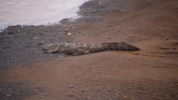 Reptil Grande Con Piel Áspera Cola Masiva Descansando Agua Cocodrilo — Vídeo de stock