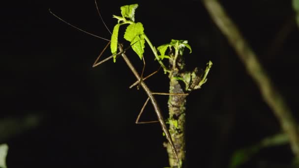 어두운 배경을 배경으로 불이붙은 나뭇가지에 곤충의 놀라운 사진입니다 코스타리카의 동물들을 — 비디오