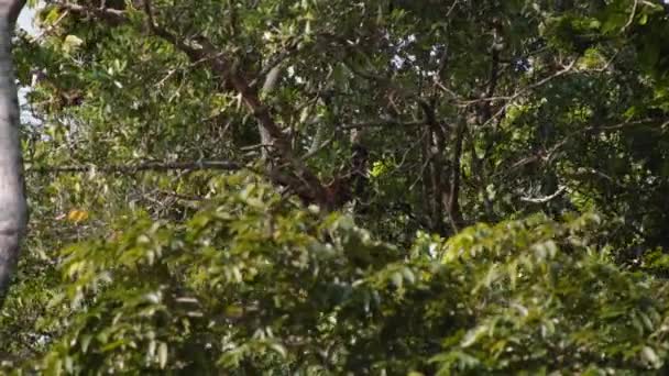 Monkey Sitting High Tree Dense Green Vegetation Tropical Jungle Watching — Stock Video