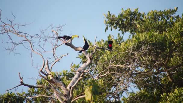 Tropikal Ormandaki Ağaç Tepesinde Duran Omurgalı Tukanlar Mavi Gökyüzüne Karşı — Stok video