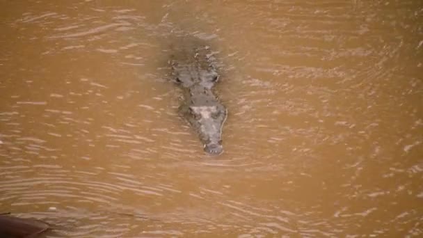 Grand Dangereux Prédateur Nageant Dans Les Eaux Brunes Crocodile Américain — Video