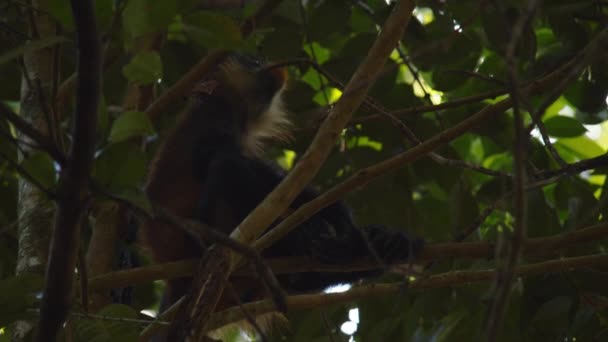 Monkey Sitting Tree Branch Shadow Climbing Tree Crown Tropical Forest — Stock Video