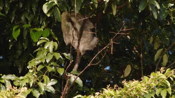 Sloth Relaxing Tree Branches Jungle Sunny Day Hairy Animal Nature — Stock Video
