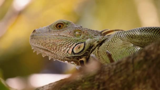 Beautiful American Iguana Natural Habitat Big Lizard Looking Prey Watching — Stock Video