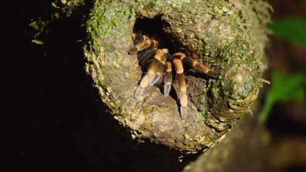 Büyük Örümceğin Kıllı Bacakları Ağaçtaki Delikten Fırlıyor Korkak Örümcek Saklanma — Stok video