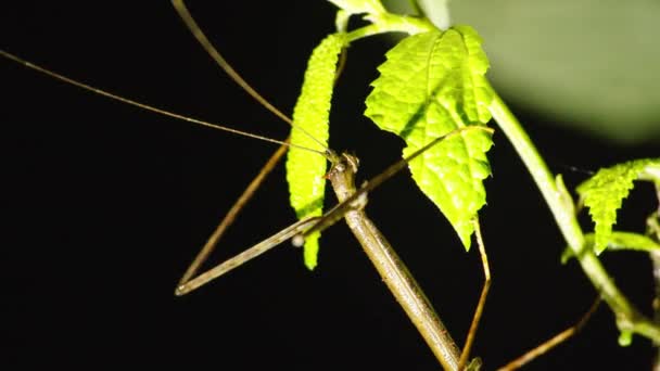 黒い背景に緑豊かな葉を食べるスティック昆虫 野生動物の動物を見る コスタリカ — ストック動画