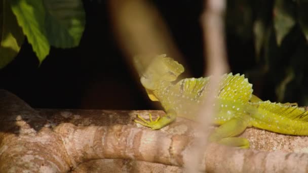 Lucertola Verde Adagiata Ramo Albero Specie Iguana Habitat Naturale Guardare — Video Stock