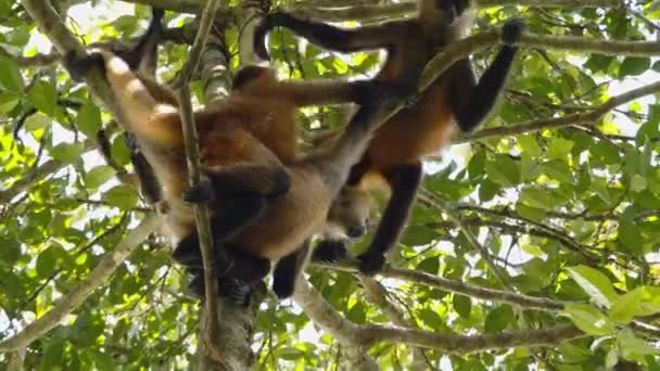 猿の背の高い木に登るのグループ 自然界のマルパ猿の家族 野生動物の動物を見る コスタリカ — ストック動画