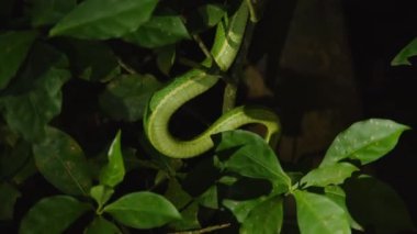 Yeşil bitki örtüsünde hareket eden yeşil yılan fenerle aydınlatılmış. Yan çizgili Palm Viper, Bothriechis lateralis. Vahşi doğada, Kosta Rika 'da hayvanları izlemek.