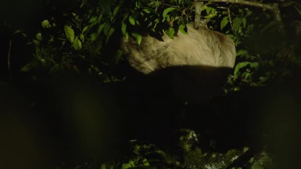 Nachtaufnahmen Von Sich Langsam Bewegenden Tieren Ästen Faultier Beleuchtet Von — Stockvideo