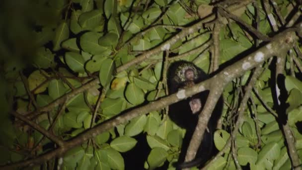 Coendou Animal Green Leaves Night Shot Porcupine Lit Flashlight Watching — Stock Video