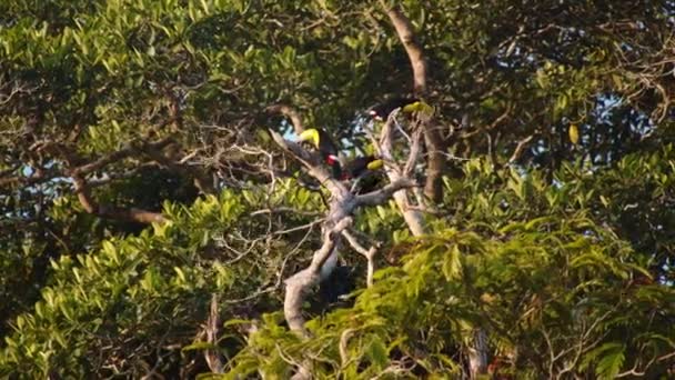 Group Toucans Treetop Ramphastos Sulfuratus Tropical Forest Watching Animals Wildlife — Stock Video