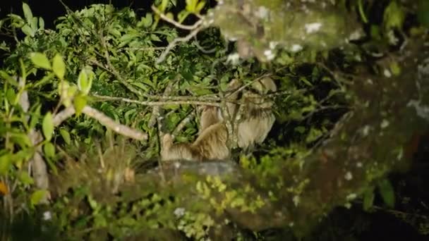褐色喉头树冠高高的树懒的夜间射击 用手电筒照明的绿色植被中的动物 在哥斯达黎加野生动物保护区观看动物 — 图库视频影像
