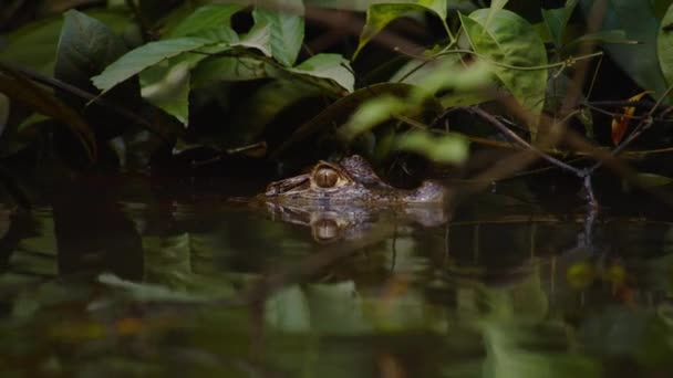 Närbild Caiman Lurar Vatten Mangrove Floden Reflektion Porlande Ytan Titta — Stockvideo