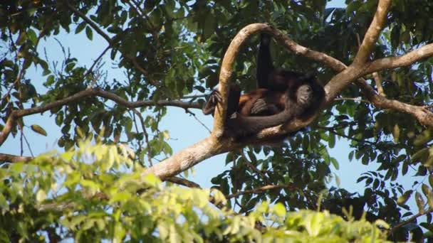 Uluyan Maymun Ağaç Dalına Uzanıyor Dinleniyor Tropikal Ormandaki Maymunun Düşük — Stok video