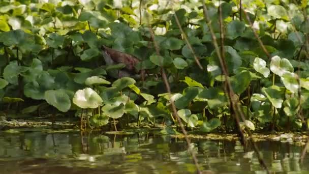 Plants Floating Rippled Water Surface Waterbird Green Vegetation Jungle Watching — Stock Video