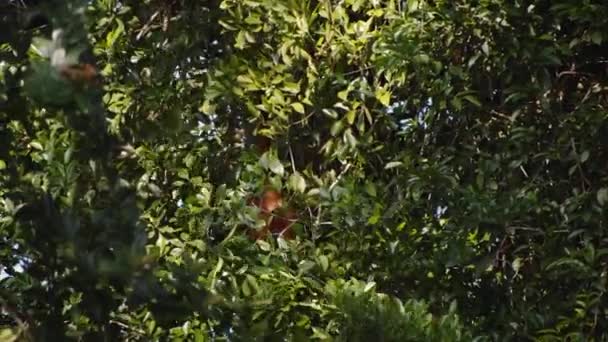 Maymun Tropikal Yağmur Ormanlarında Ağaç Dallarına Tırmanıyor Vahşi Doğada Kosta — Stok video