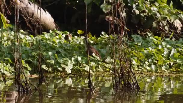 Olika Vattenfåglar Letar Efter Mat Tät Grön Vegetation Djungeln Titta — Stockvideo