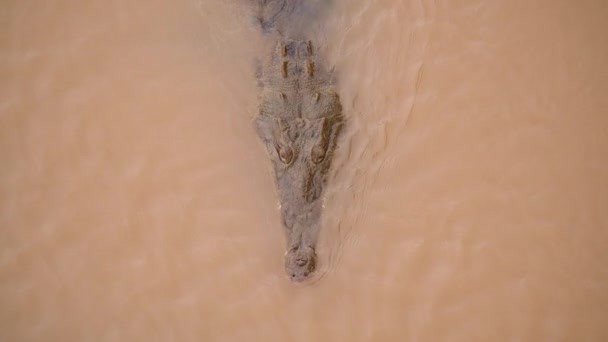 Hämmästyttävä Ylhäältä Alas Näkymä Krokotiili Uinti Trooppisessa Joessa Yksityiskohta Pään — kuvapankkivideo