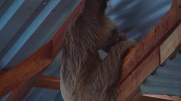 铁板屋檐下挂着褐色的节流树懒 非常慢的动物 在哥斯达黎加野生动物保护区观看动物 — 图库视频影像