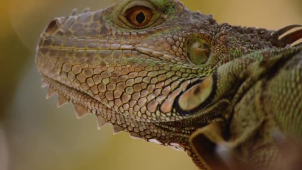 Надзвичайно Детальний Вид Ящірки Голову Зелена Ігуана Проти Розмитого Фону — стокове відео
