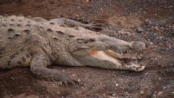 Närbild Krokodil Med Öppen Mun Ligger Grus Mark Titta Djur — Stockvideo