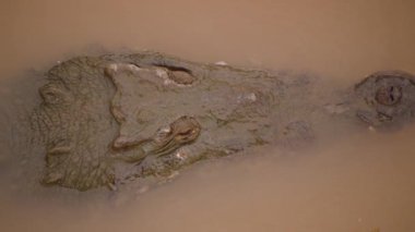 Gözünü ve burnunu suyun üstünde tut. Kahverengi sudaki timsah kafasının yüksek açılı görüntüsü. Vahşi doğada, Kosta Rika 'da hayvanları izlemek.